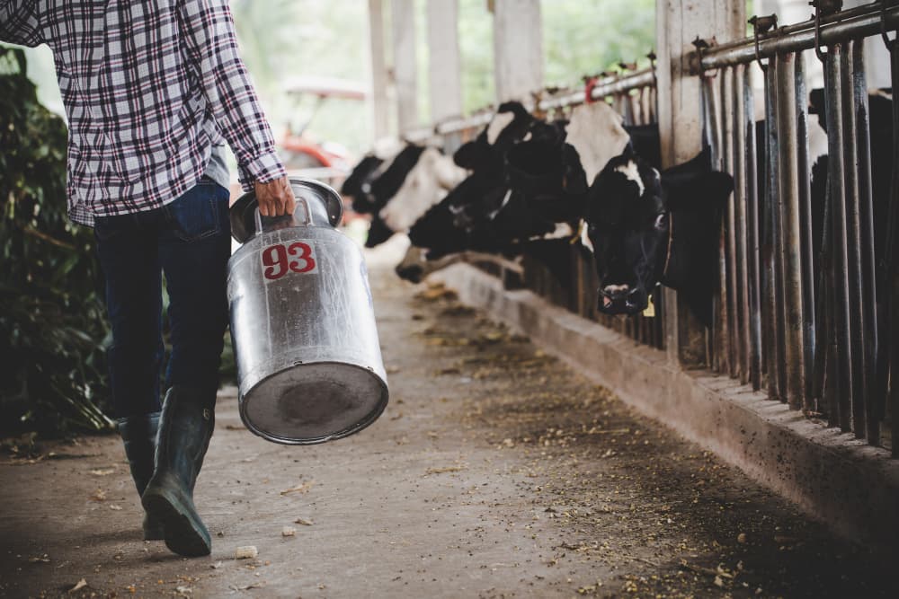 Livestock Nutrition: Balancing Feed for Optimal Health
