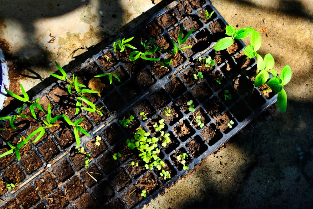 Seasonal Crop Calendar for Midwest Farmers